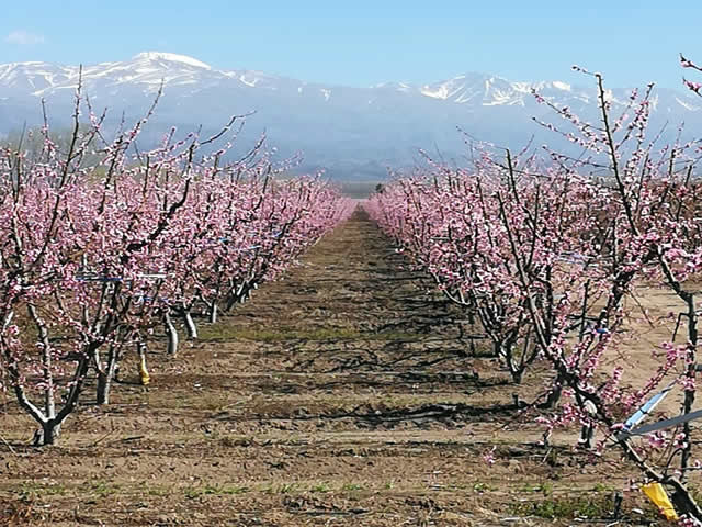 El Algarrobo Tunuyan Mendoza Argentina