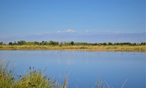 Laguna Soria Las Violetas Lavalle Mendoza Argentina