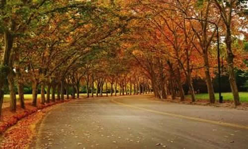 Avenida de las Tipas Ciudad de Mendoza Argentina