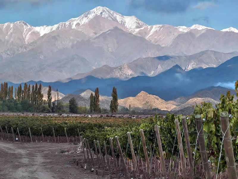 Viñedo en los Andes. Mendoza, Argentina.