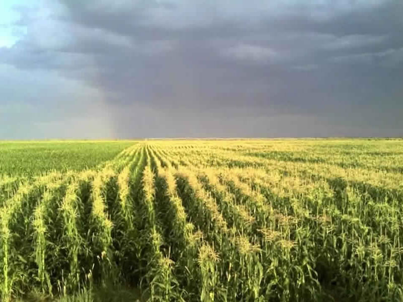 Las Catitas, Santa Rosa.. Mendoza, Argentina.