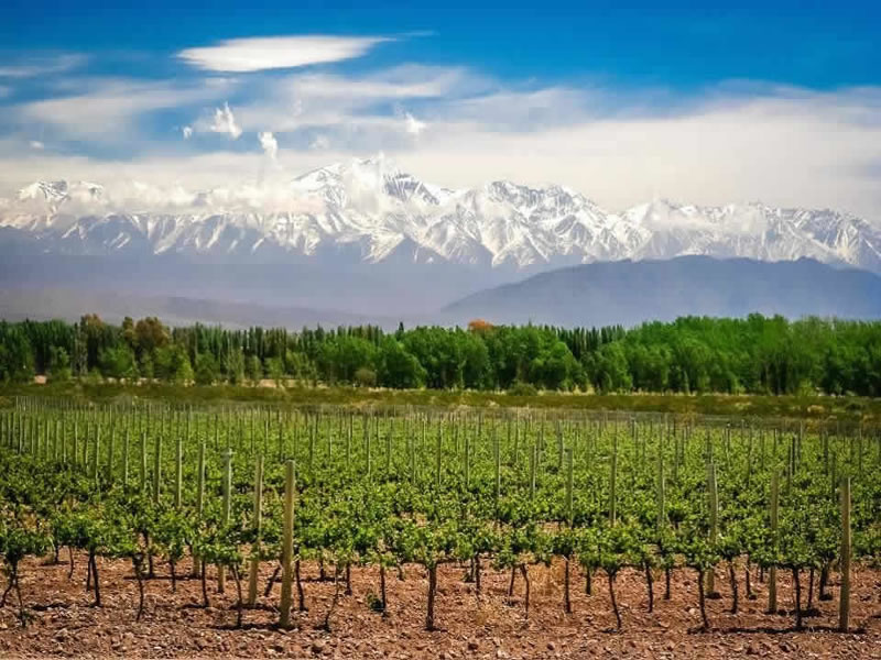 Viñedos, Tupungato. Mendoza, Argentina.