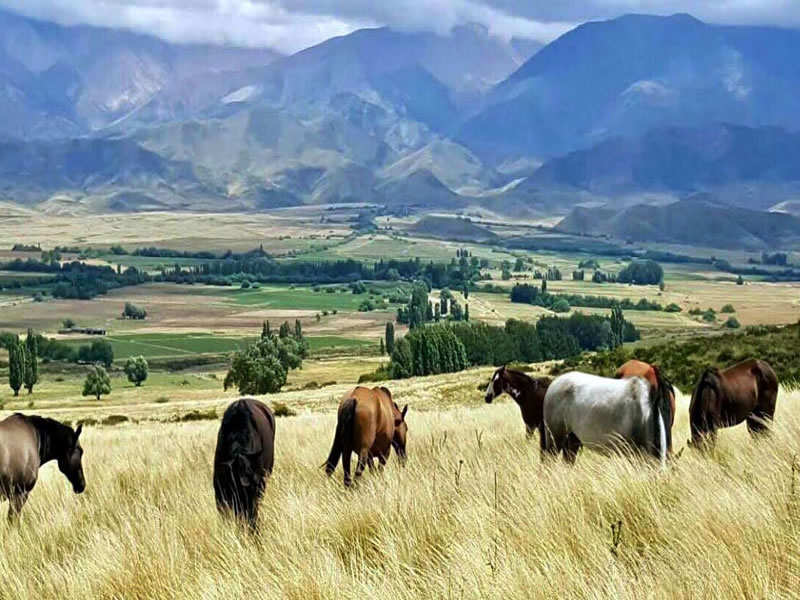 La Carrera, Tupungato. Mendoza, Argentina.