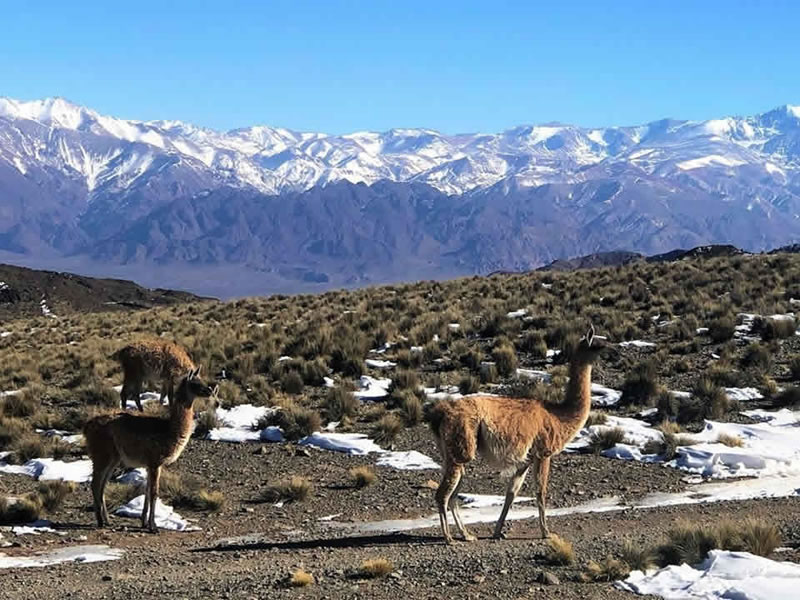 Reserva Villavicencio, Las Heras. Mendoza, Argentina.