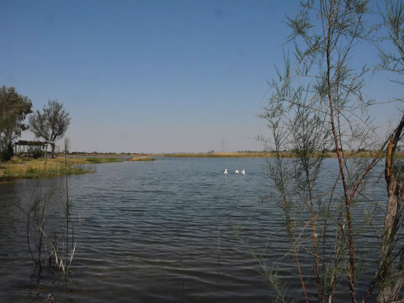 Laguna de Soria, Lavalle. Mendoza, Argentina.