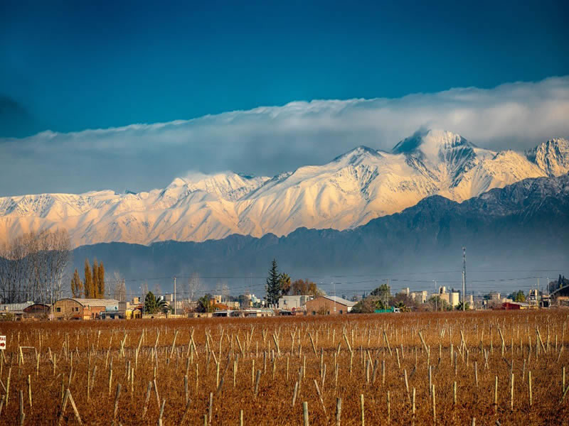 Viñedos en calle Urquiza, Maipú. Mendoza, Argentina.