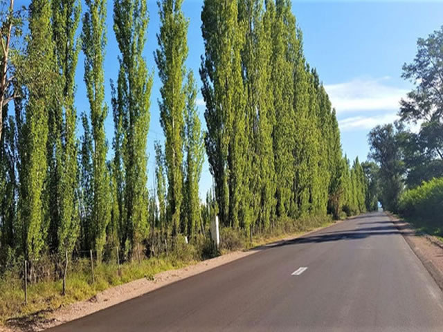 Alto del Algarrobal San Rafael Mendoza Argentina