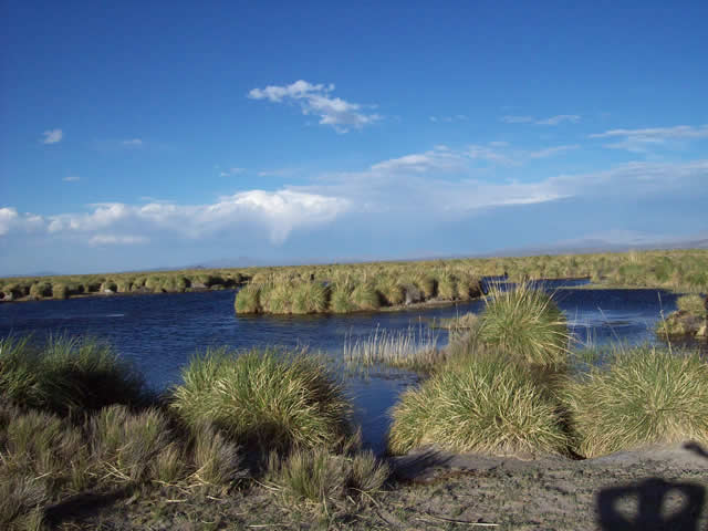 Carapacho Malargue Mendoza Argentina