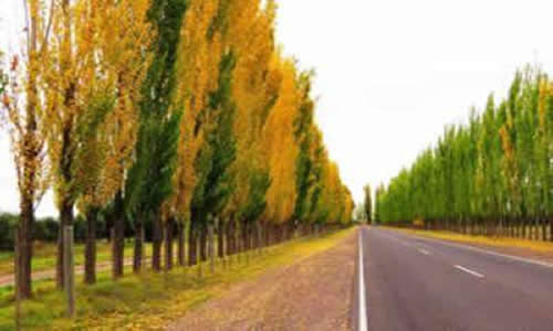 Foto: Omar Ramon Bowen General Alvear Mendoza Argentina