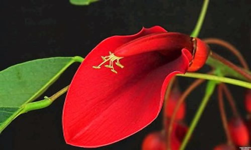 Foto: Pablo Hordadyn Flor Nacional de Argentina El Ceibo