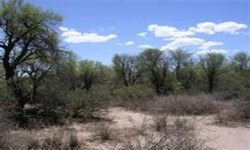 Reserva Natural Bosque Telteca Mendoza Argentina